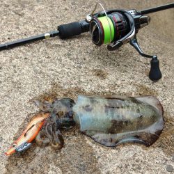 エギング秋シーズン開幕！